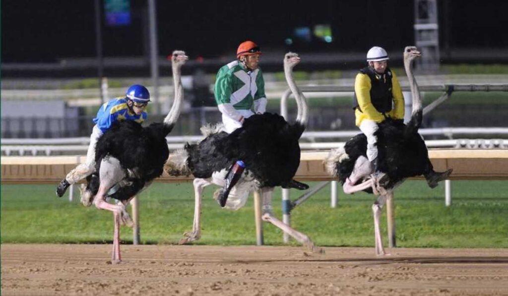 weird sports in the world- ostrich racing