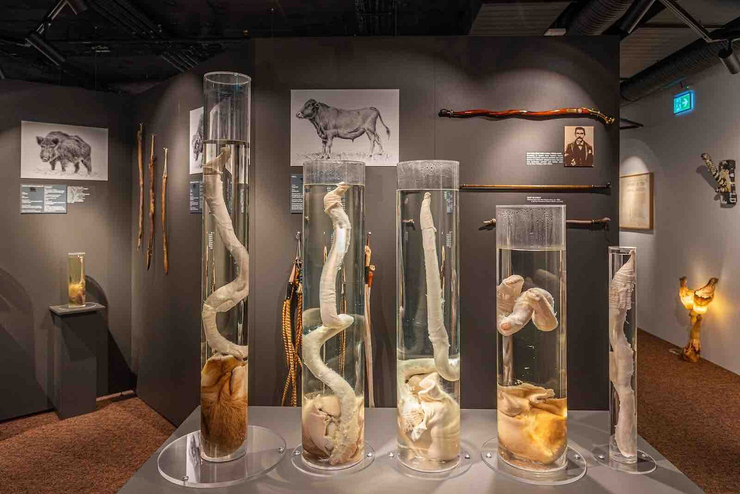 penis-museum-specimens
