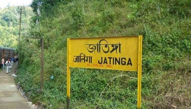 jatinga-birds-suicide