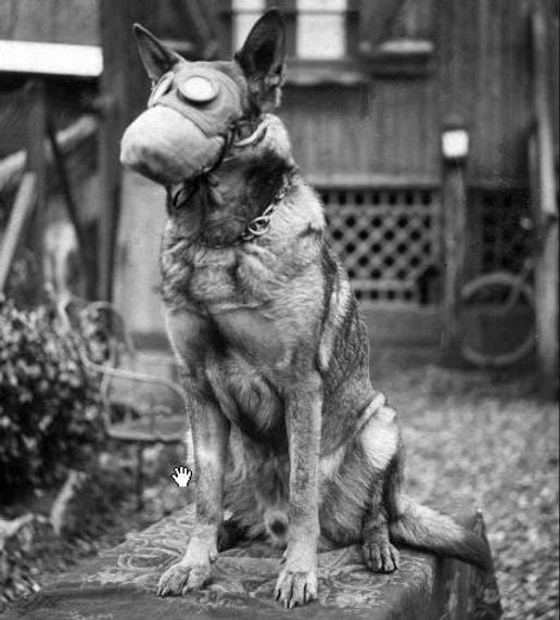 dog wears a gas mask, 1917 