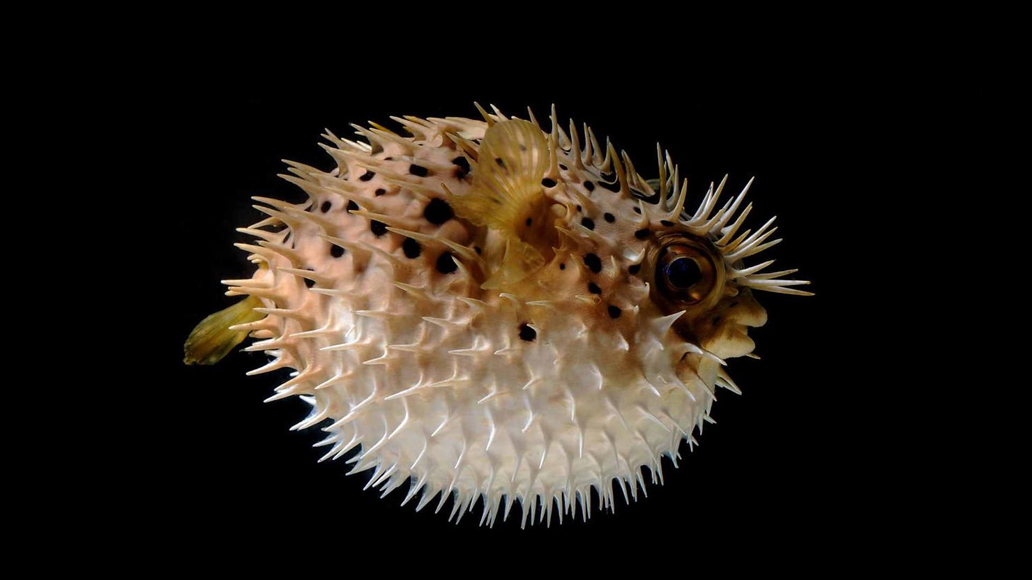fugu-puffer-fish