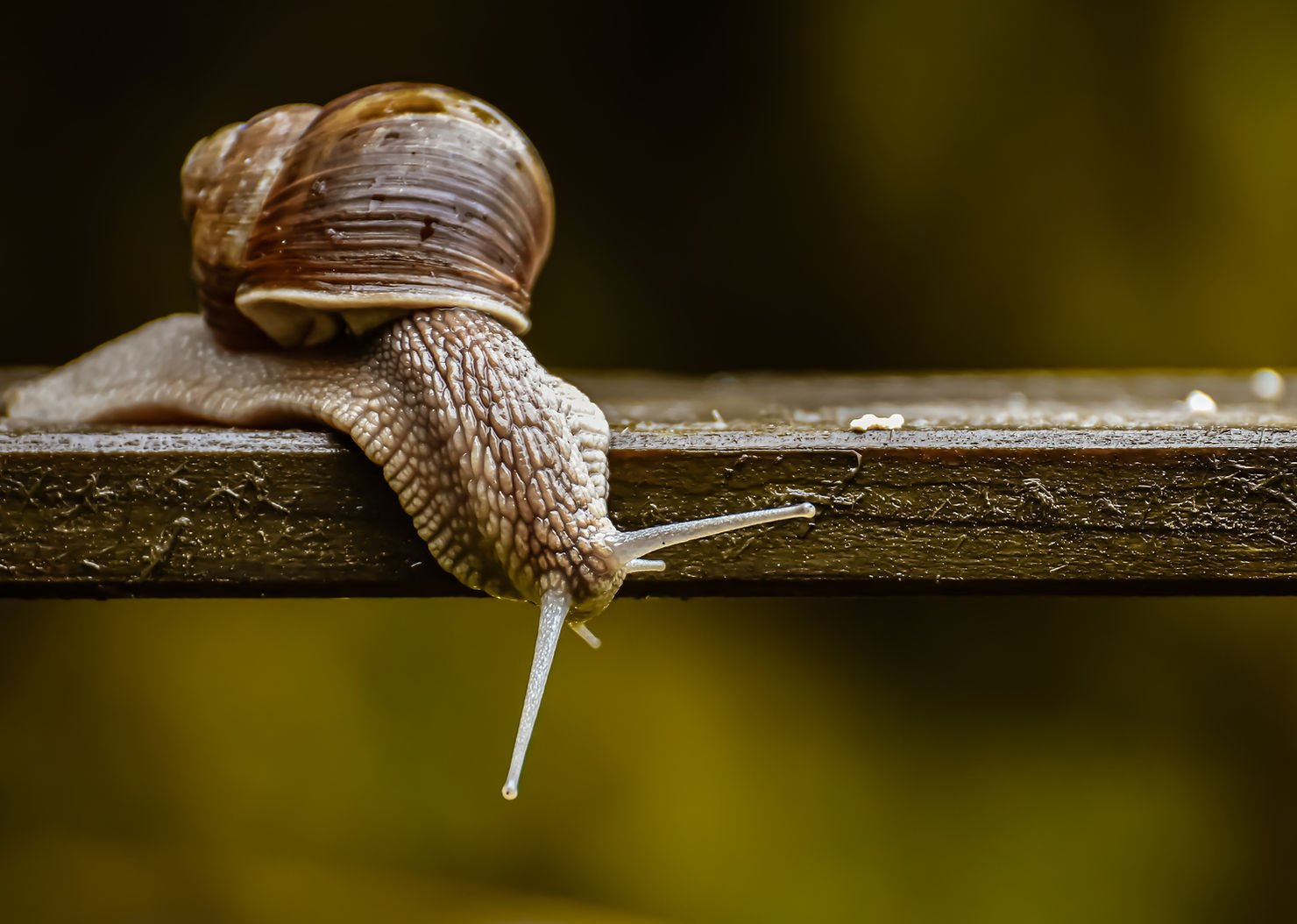 snail-can-sleep-for-more-than-3-years