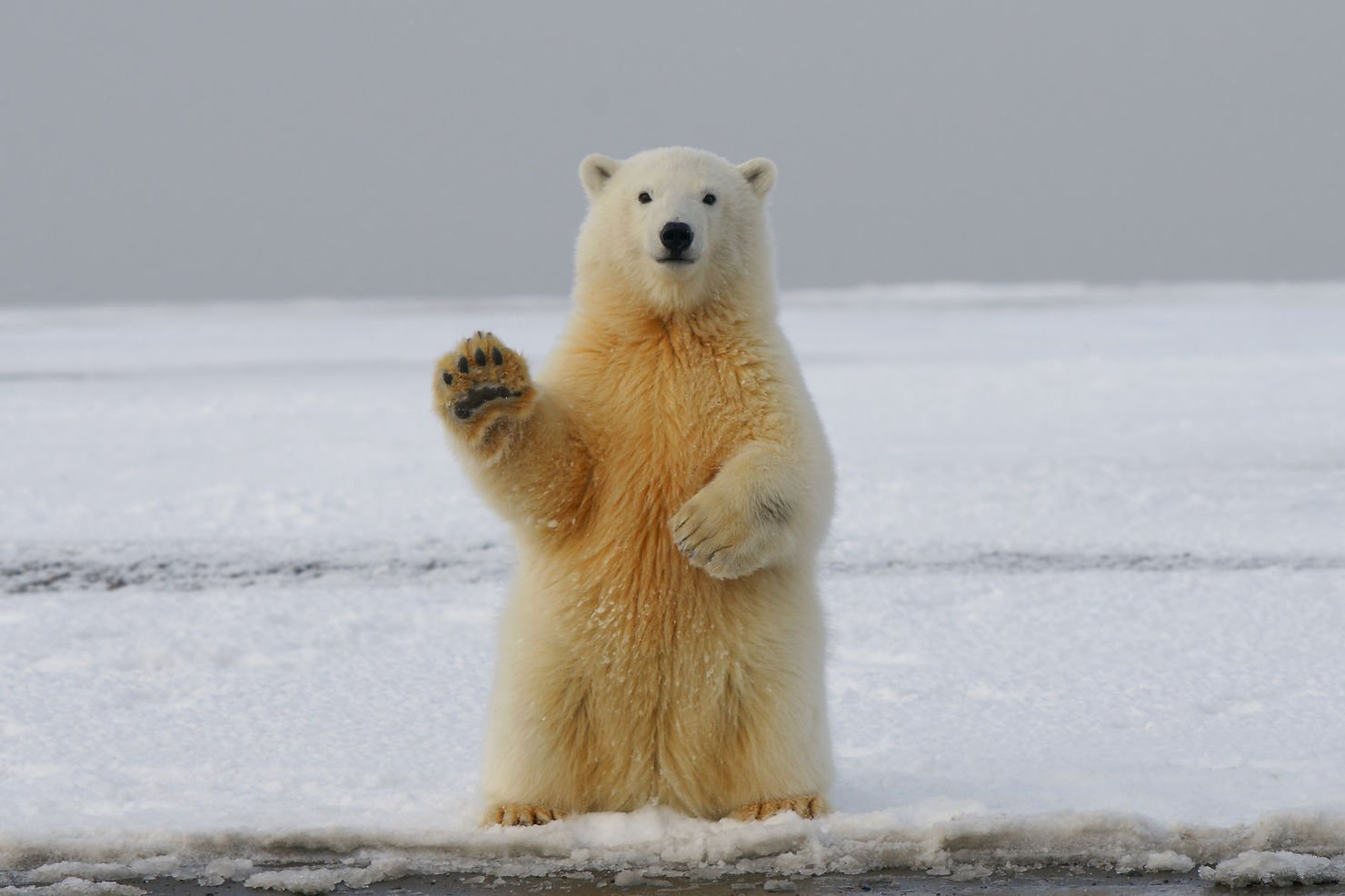 polar-bears-have-black-skin