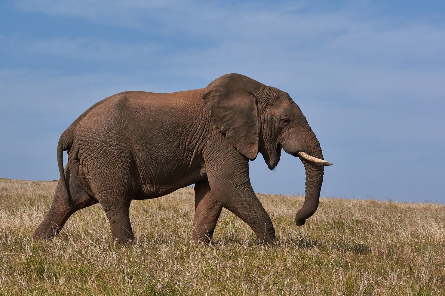 elephants-whales-experience-menopause
