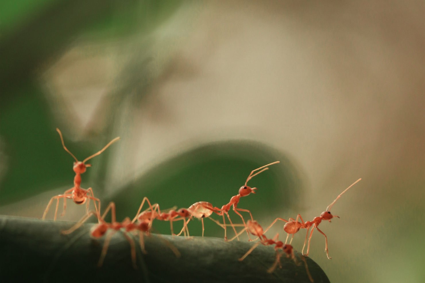 there-are-one-million-ants-for-every-human
