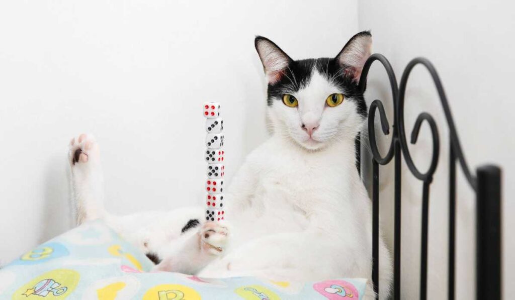 Weirdest World Record- A cat can balance ten dice on its paw