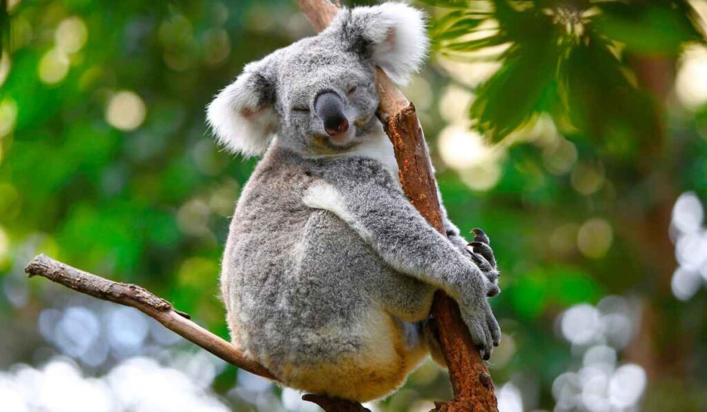 Don't move a koala from a tree in australia