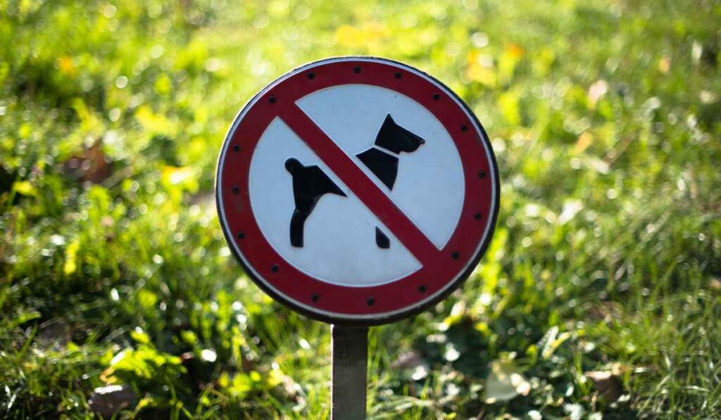 No Dogs in Turkmenistan