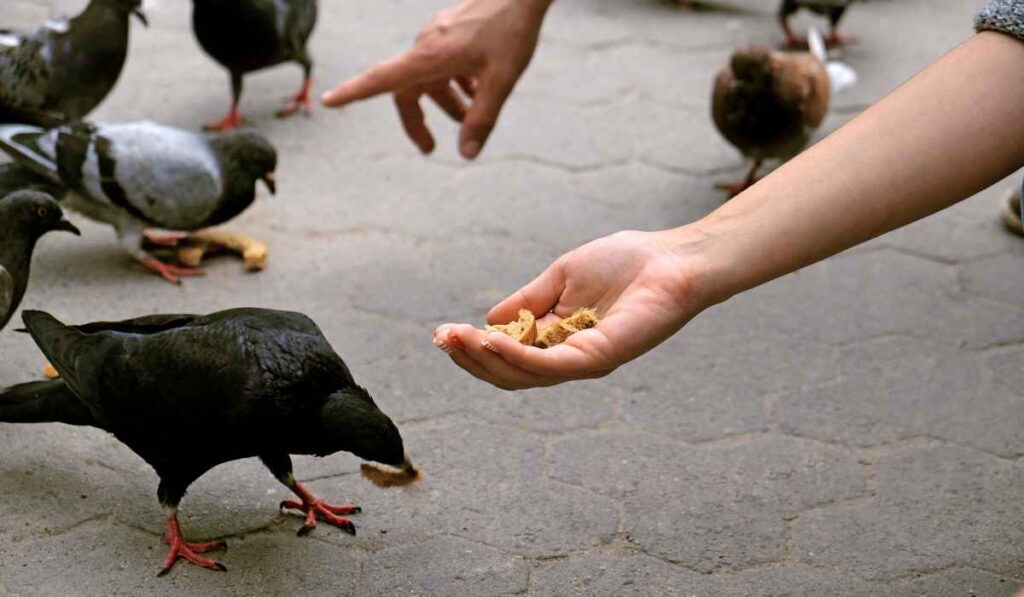 No Feeding Pigeons in Venice