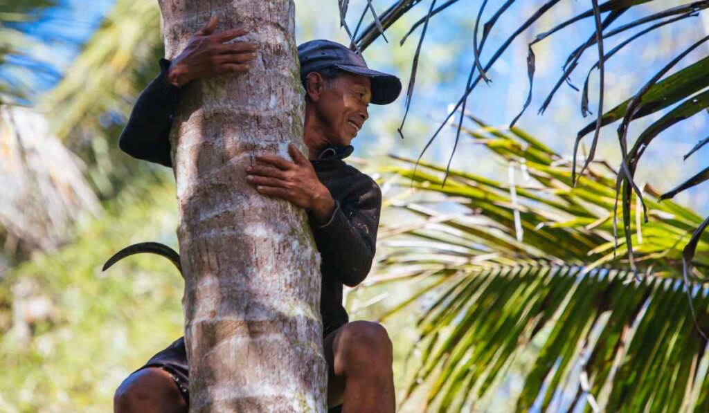 No climbing coconut trees in Fiji