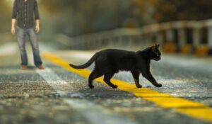 Do Black Cats Crossing Your Path Bring Bad Luck