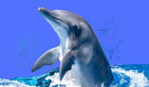 what are 15 interesting facts about dolphins