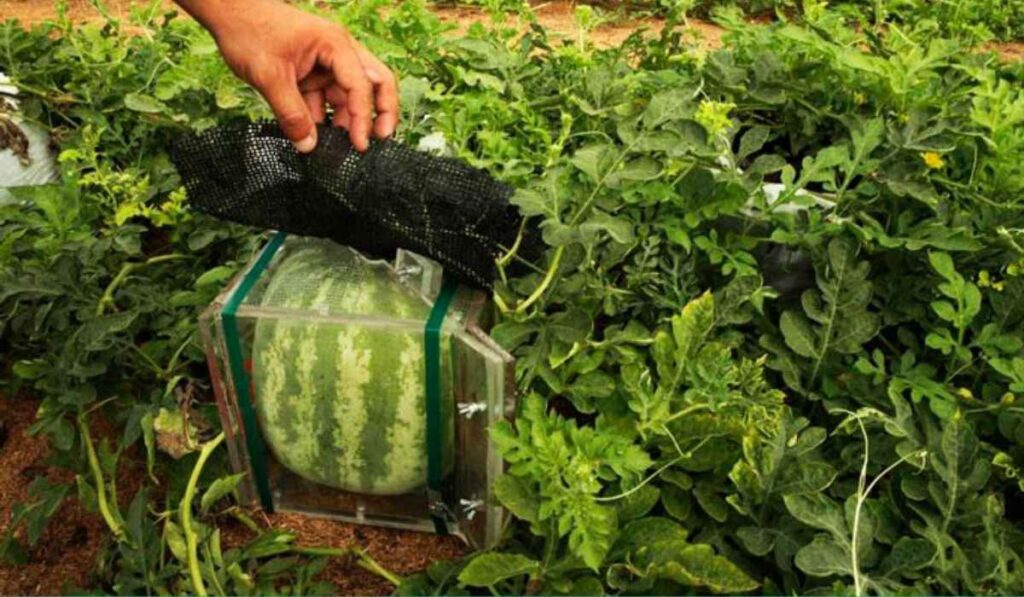 How Are Square Watermelons Grown