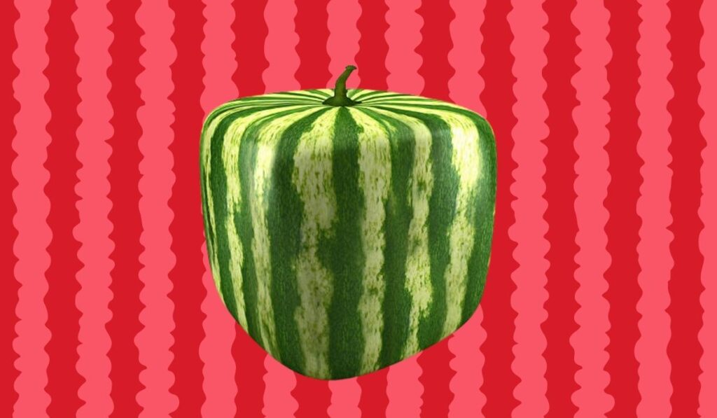 Japanese square watermelons