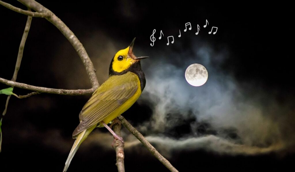 Why Birds Sing At Night