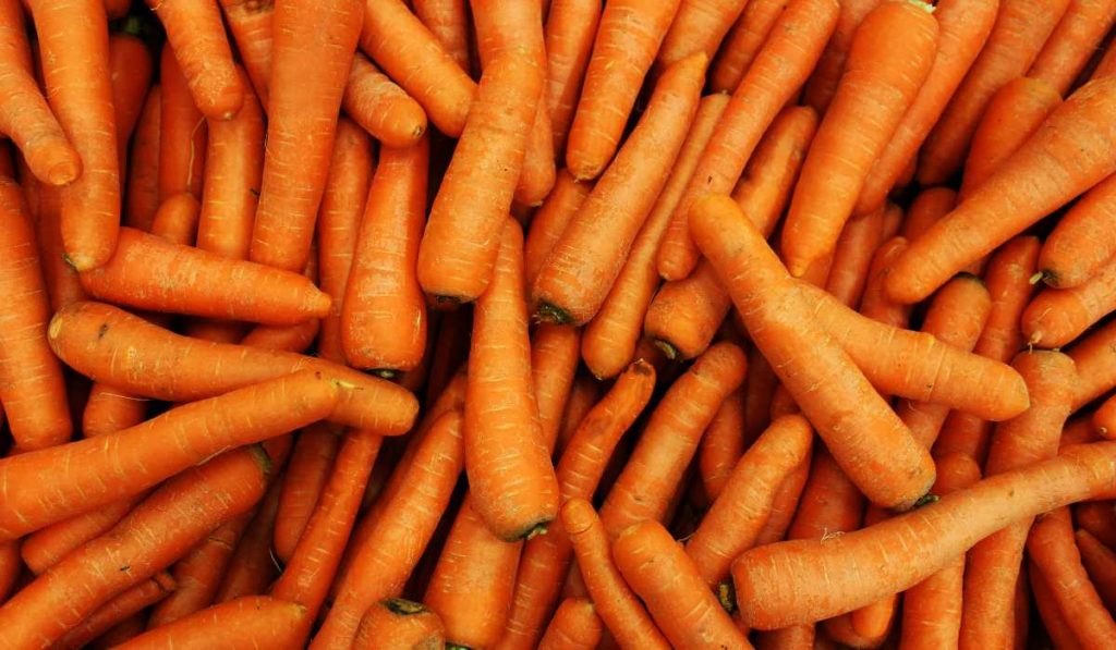 Carrots are man made vegetables