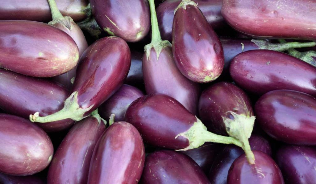 eggplant