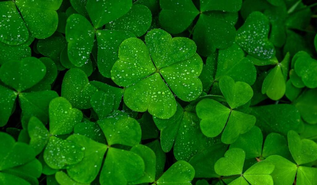 Four-leaf clovers superstition from Ireland